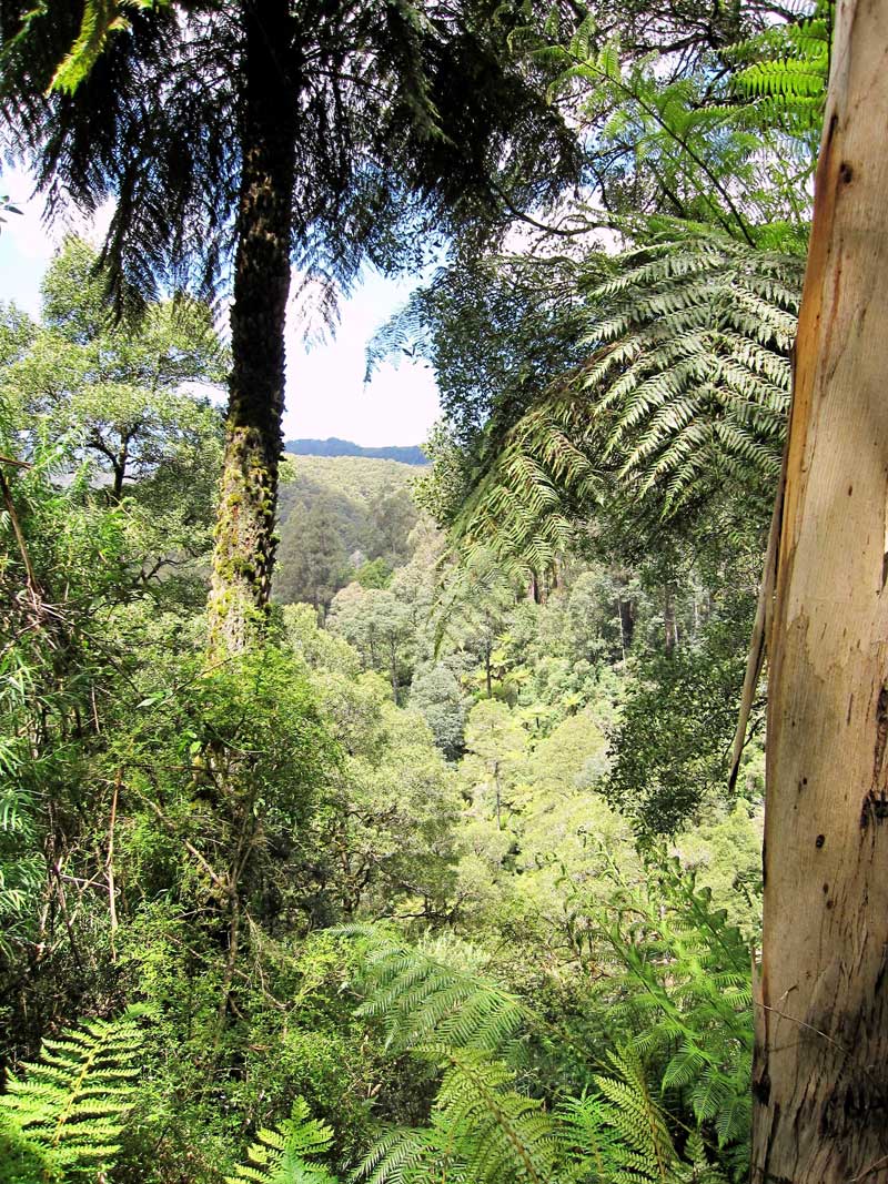 a-glimpse-of-the-ranges-through-dense-forest-along-the-park-to-park-walk