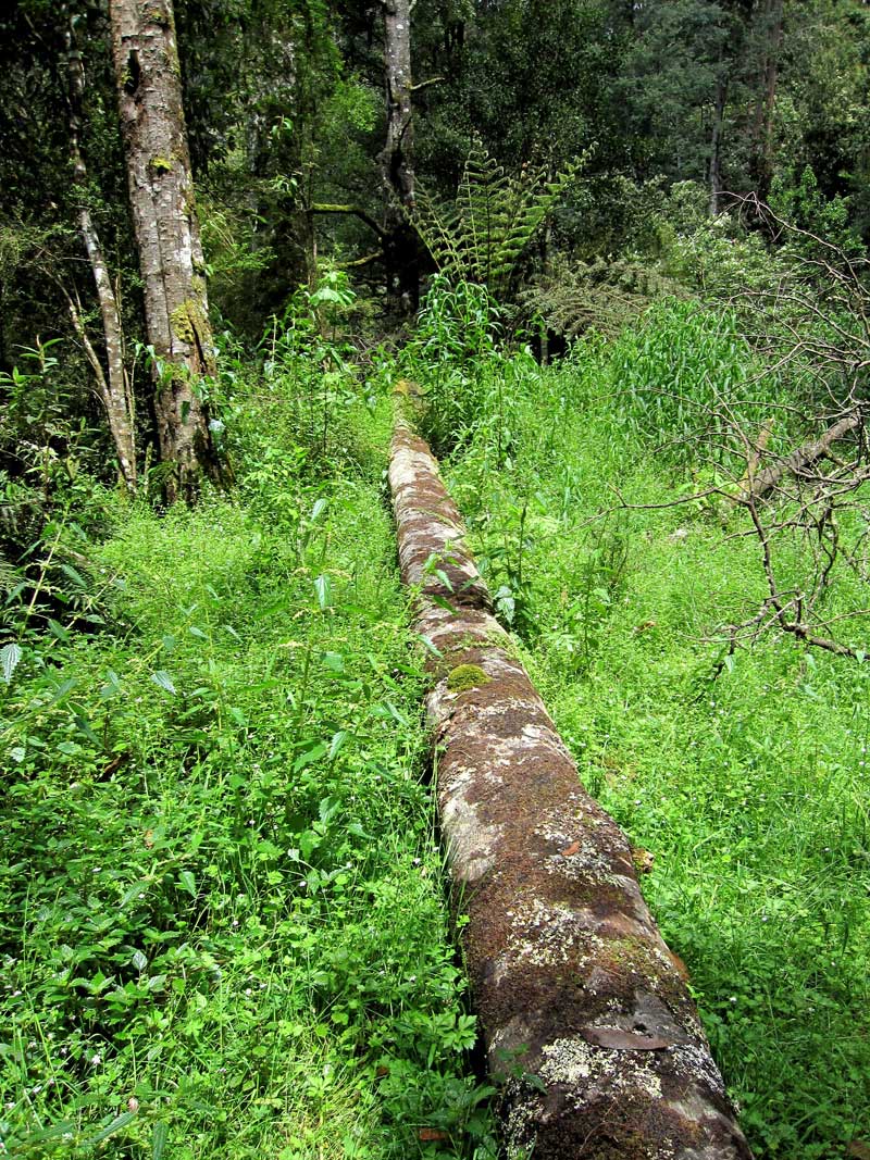 a-log-lies-on-a-carpet-of-lush-greenery-road-31