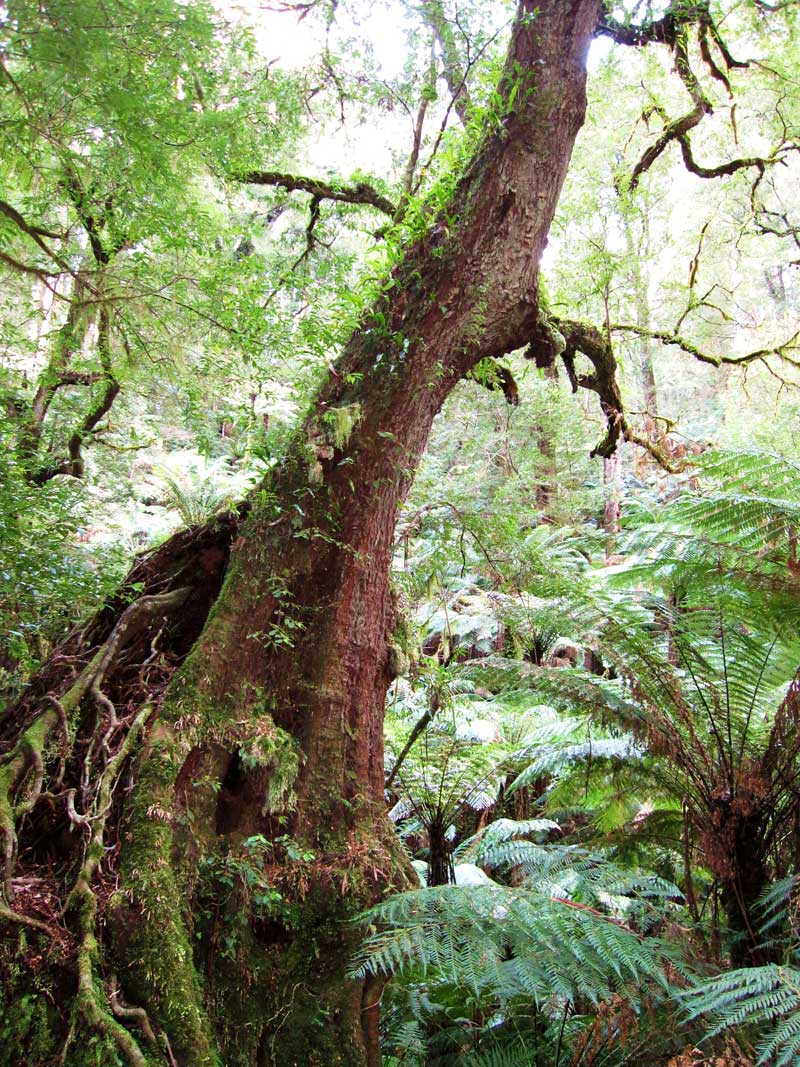 ancient-myrtle-beech-tarra-bulga-national-park