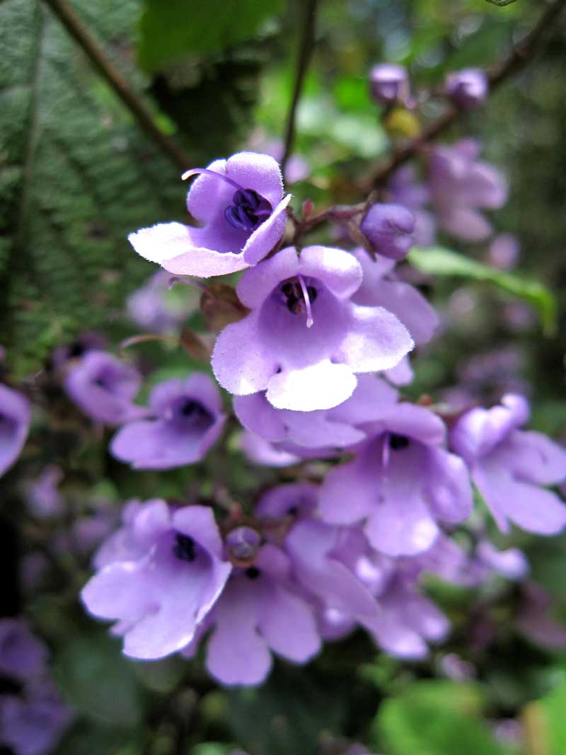 balm-mint-bush-looks-lovely-and-has-highly-fragrant-foliage