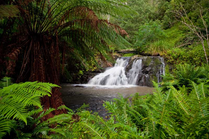 billys-creek-falls-darryl-whitaker-djwtv