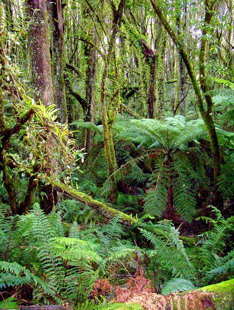 blackwood-forest-and-mosses-duff-trail