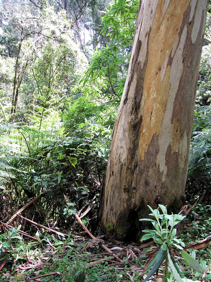 blue-gum-road-31