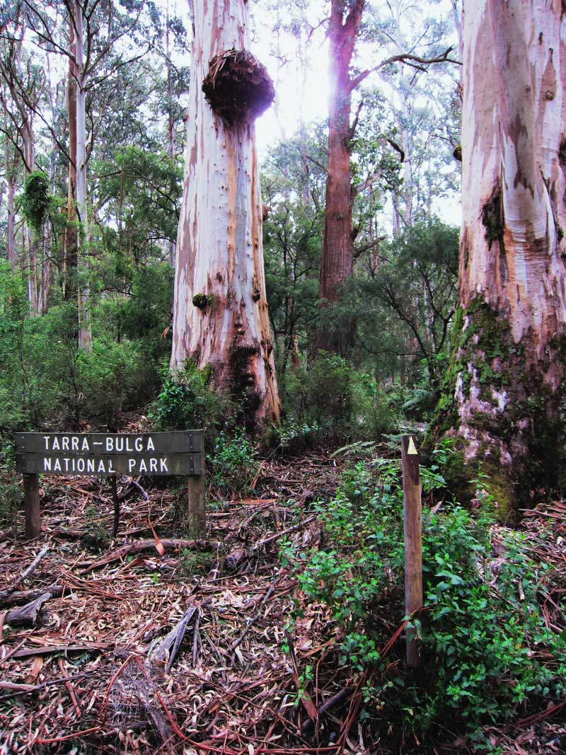 burl-on-large-mountain-grey-gum-old-coach-road