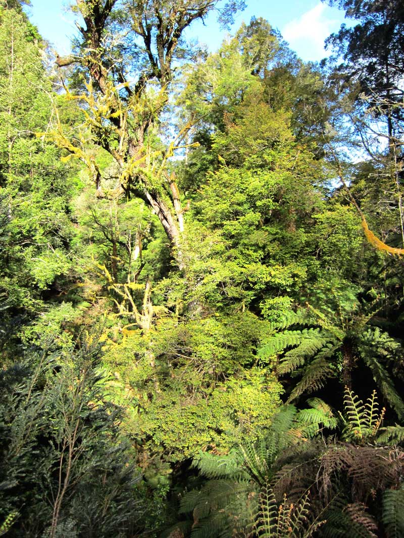 cool-temperate-rainforest-canopy-tarra-bulga-national-park