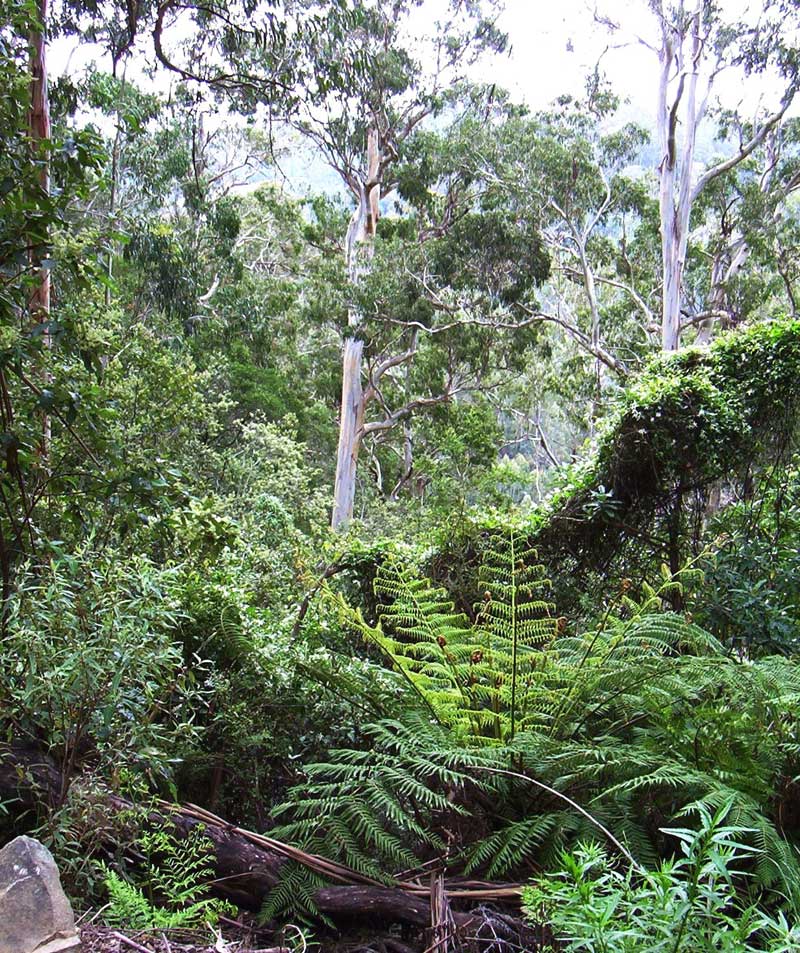 damp-forest-of-mountain-grey-gum-koala-habitat-west-face-track