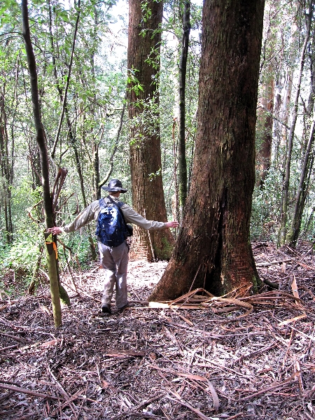 descent-to-tarra-valley-west-of-picnic-area