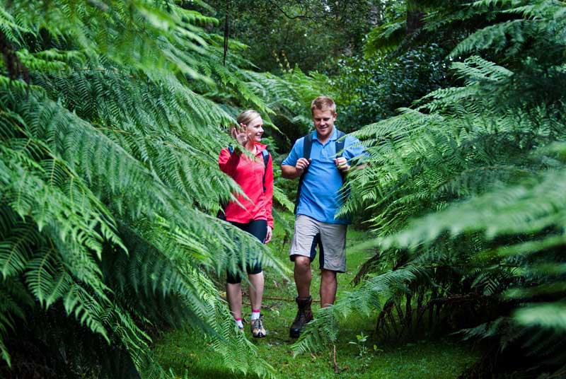 diaper-track-tree-ferns-darryl-whitaker-djwtv