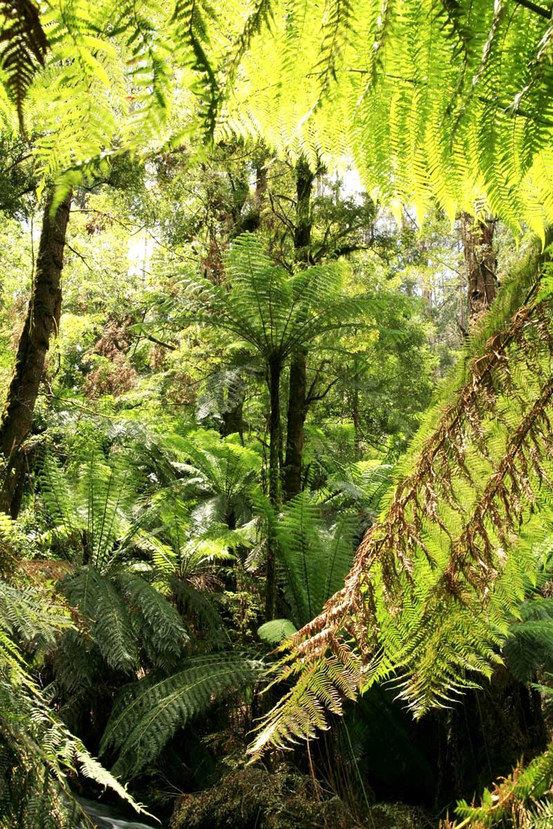 endangered-slender-tree-fern-tarra-valley