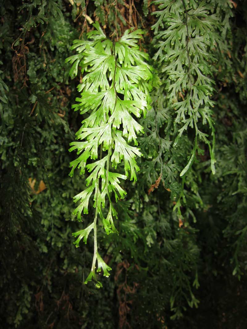 filmy-ferns-and-many-other-epiphytes-abound-on-rainforest-trunks