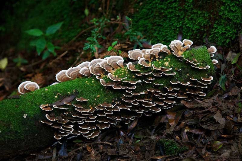 fungi-and-mosses-cover-many-rotting-logs