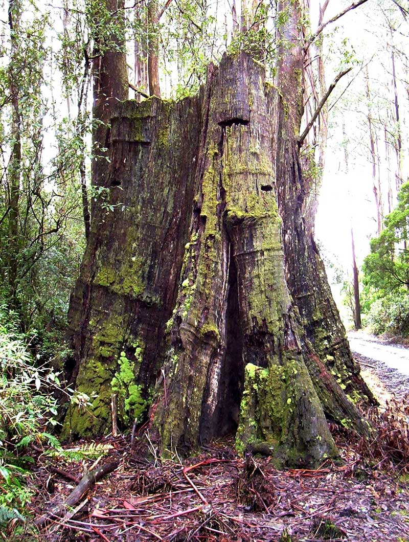 giant-tree-stump-with-springboard-slots-from-early-logging-history