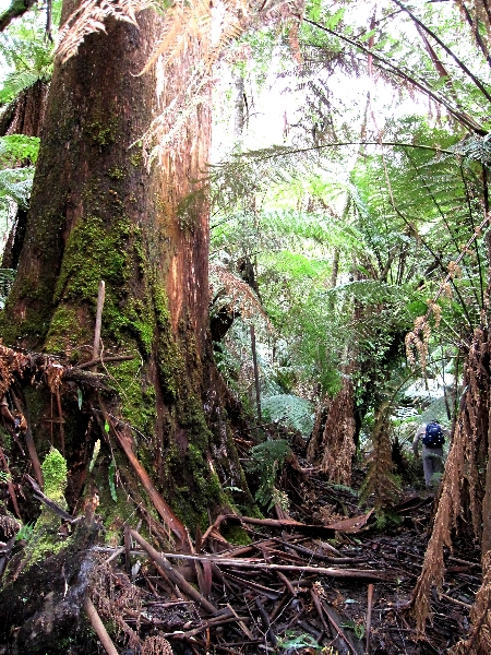 great-forest-remnant_billys-creek