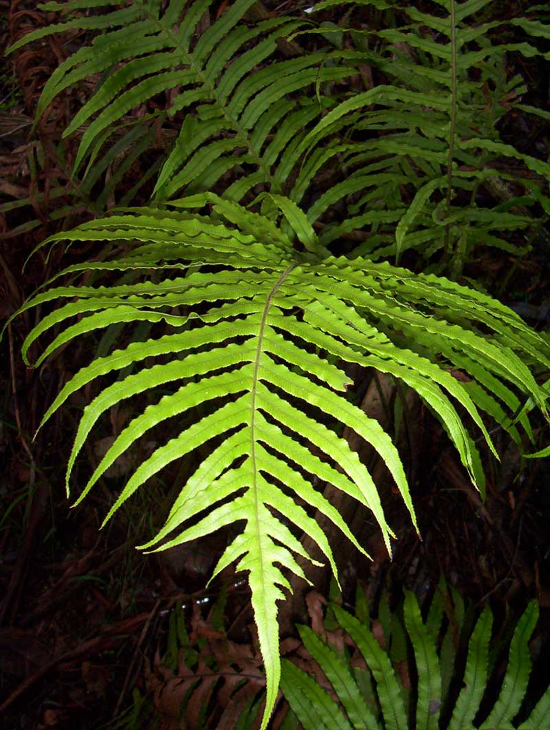 gristle-fern-morwell-national-park