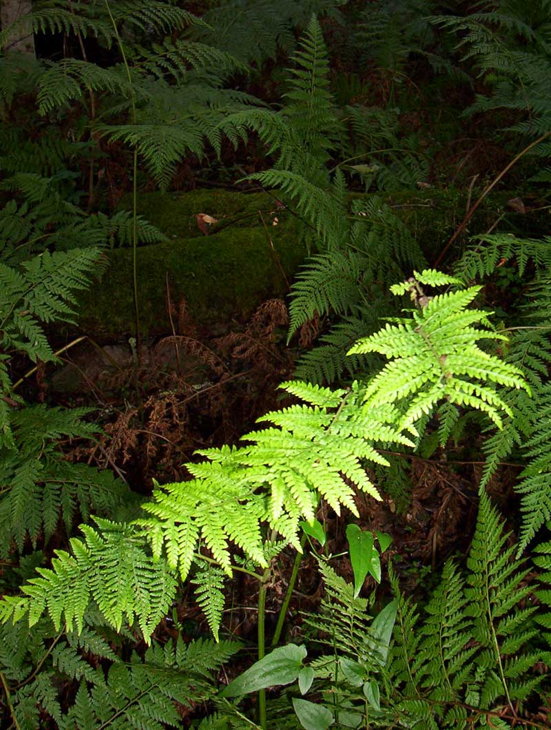 ground-ferns-morwell-national-park
