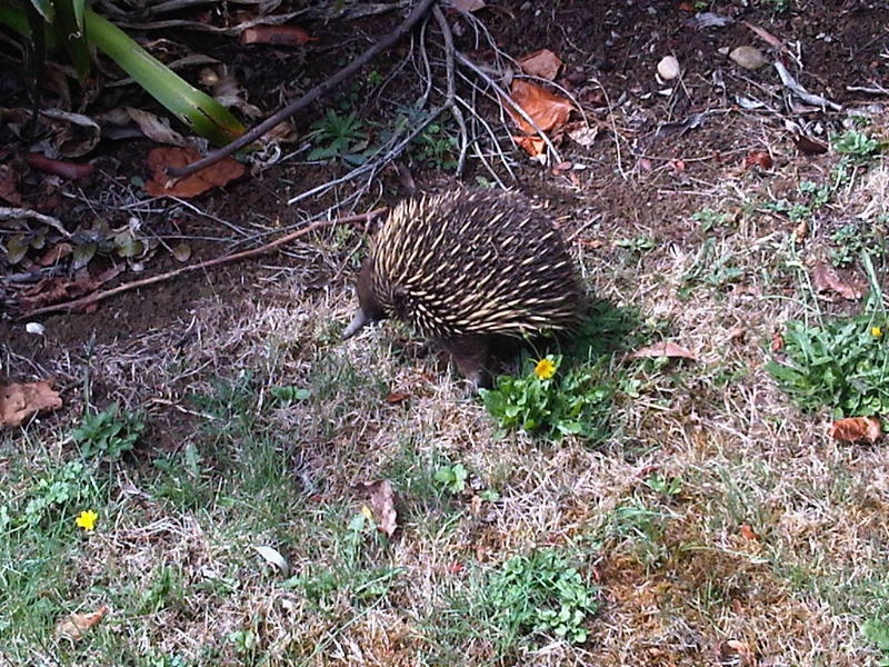 echidna-on-track