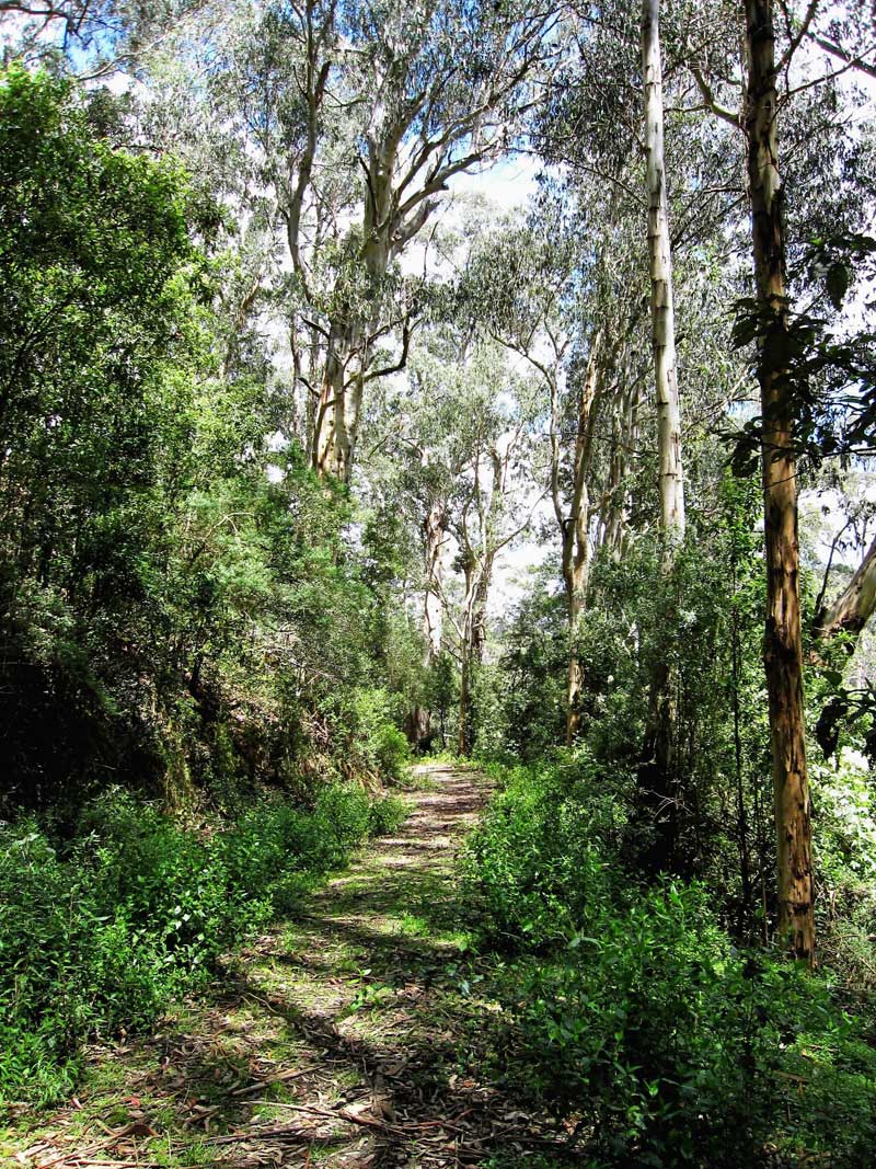 leafy-walk-road-31