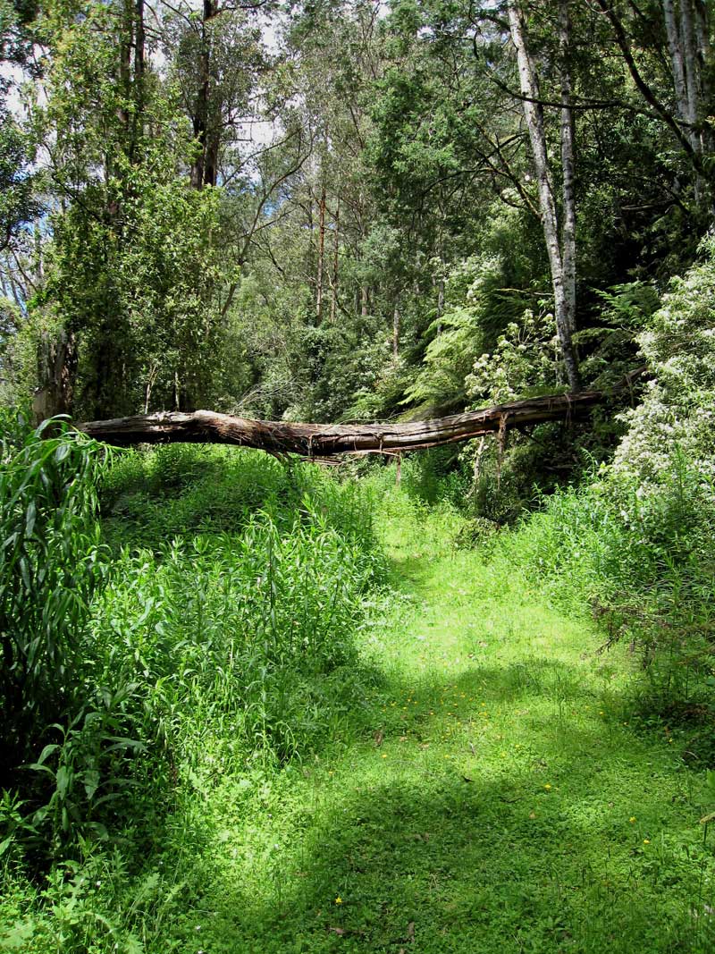 lush-green-of-road-31-in-spring