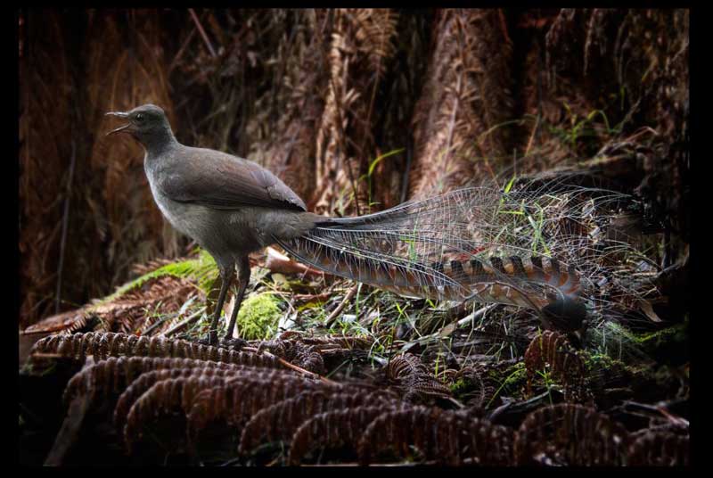 lyrebirds-are-abundant-and-their-many-songs-delight-walkers-linda-zwierlein