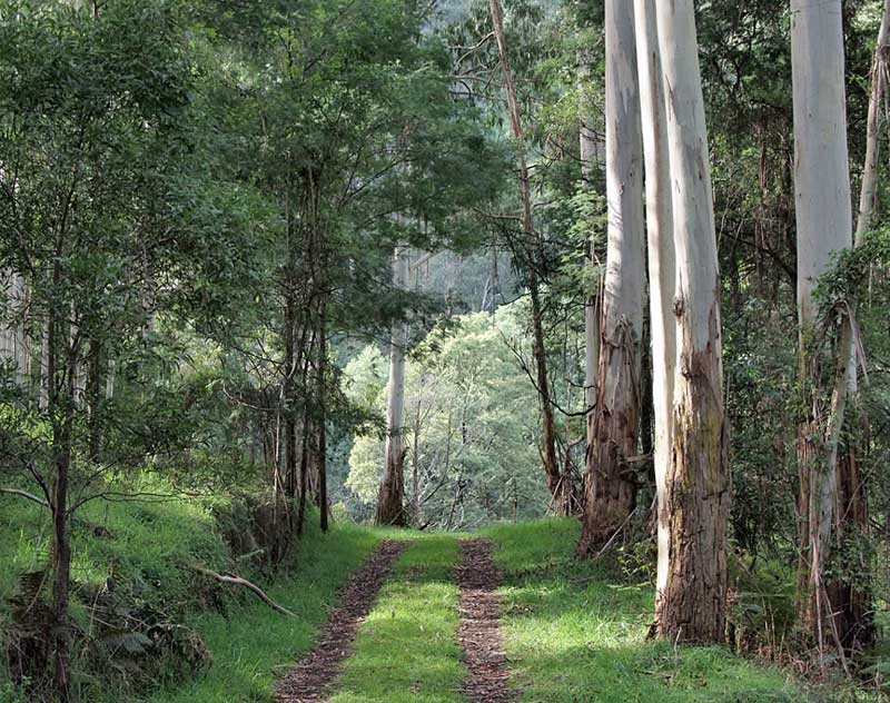 manna-gums-on-lower-billys-creek-track-morwell-national-park