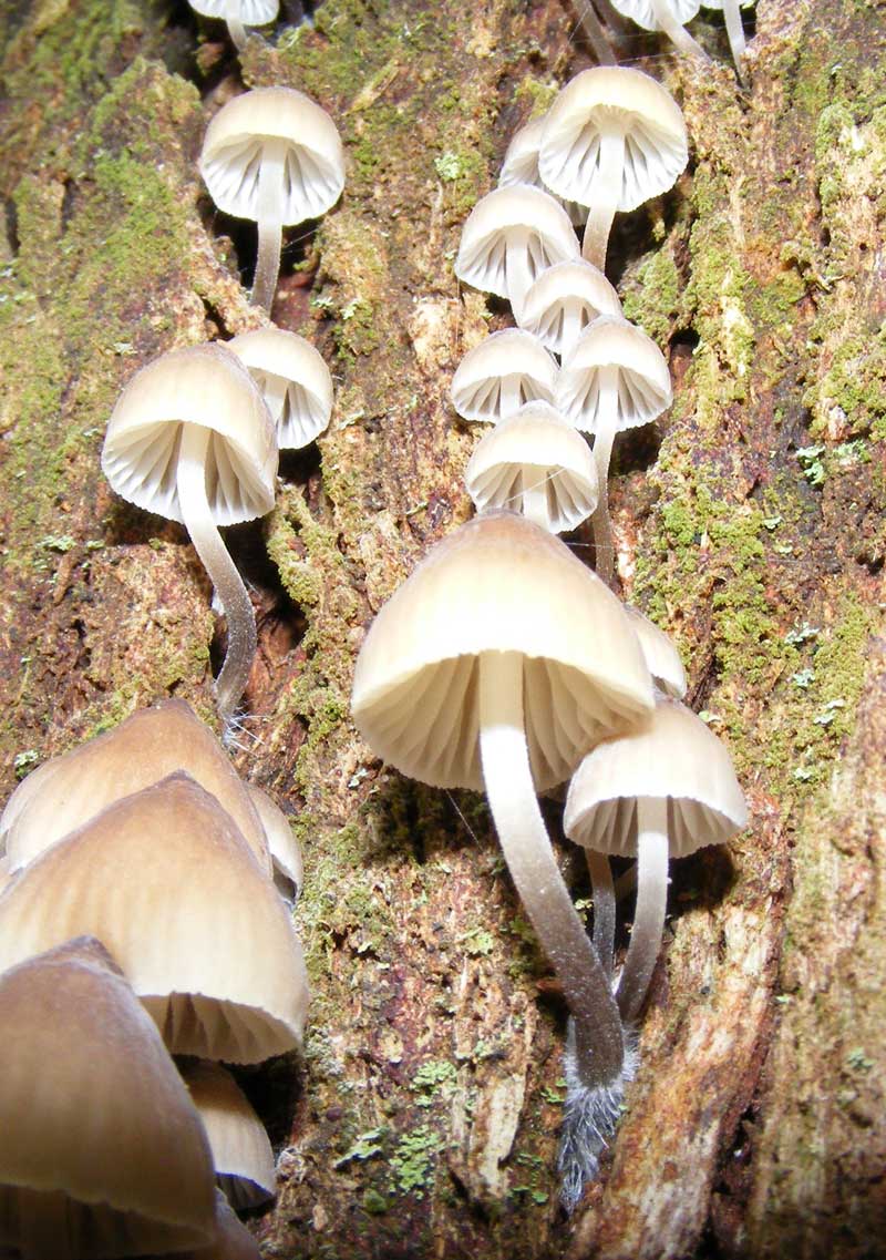 many-species-of-fungi-thrive-april-may-is-the-peak-season