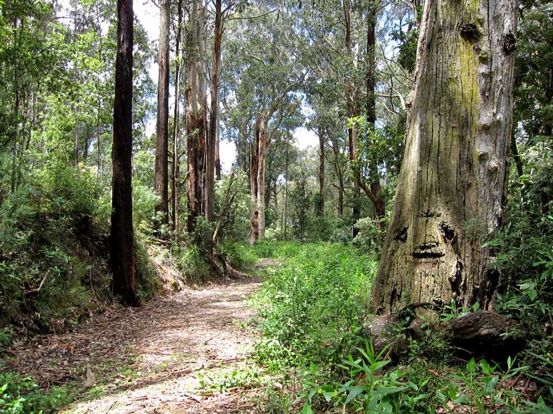 meandering-trail-through-tall-eucalypts-traralgon-creek