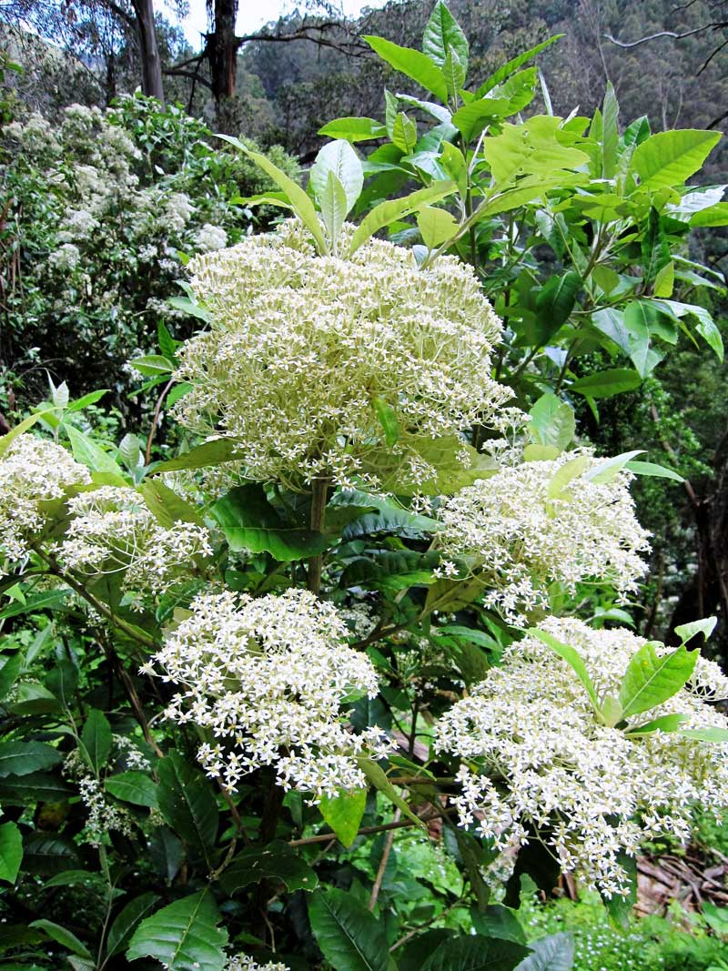 musk-daisy-bush-and-others-of-the-genus-provide-a-vivid-diplay-in-spring