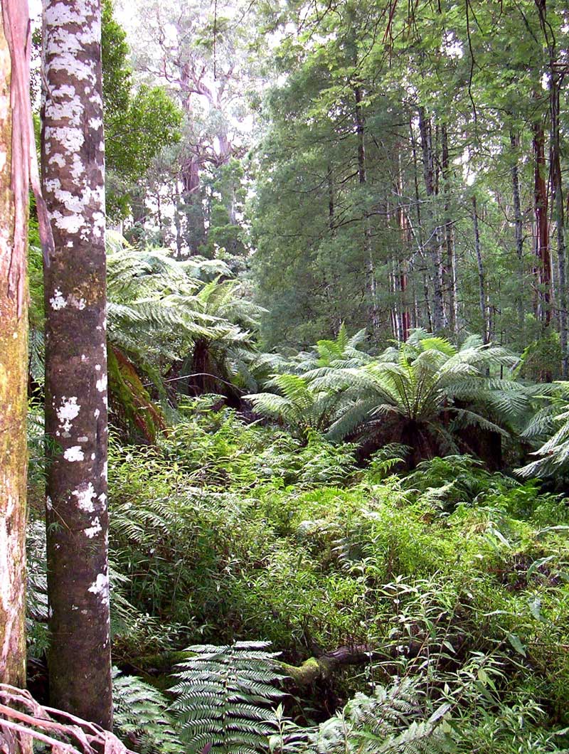 regrowth-forest-along-duff-trail