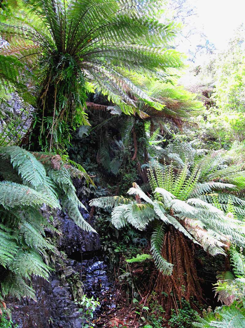 rocky-cascade-amongst-tree-ferns-road-31