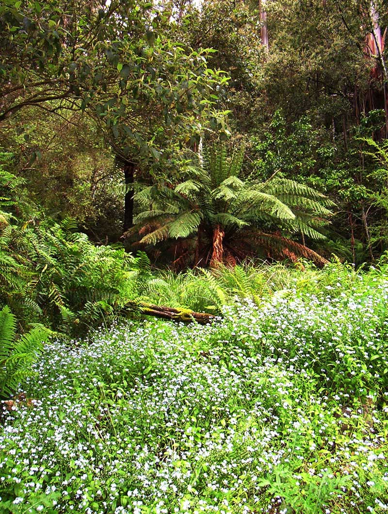 spring-forget-me-nots-goombala-road