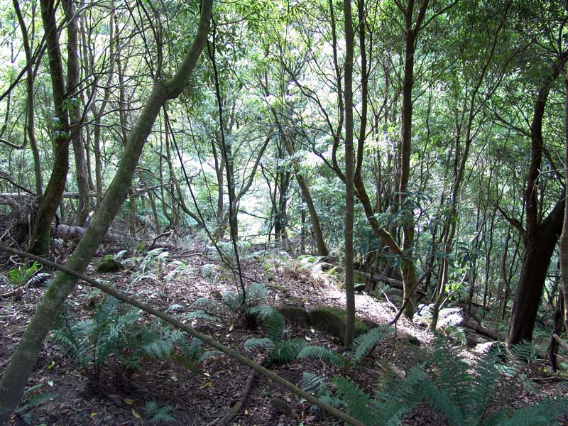 strzelecki-warm-temperate-rainforest-macks-creek