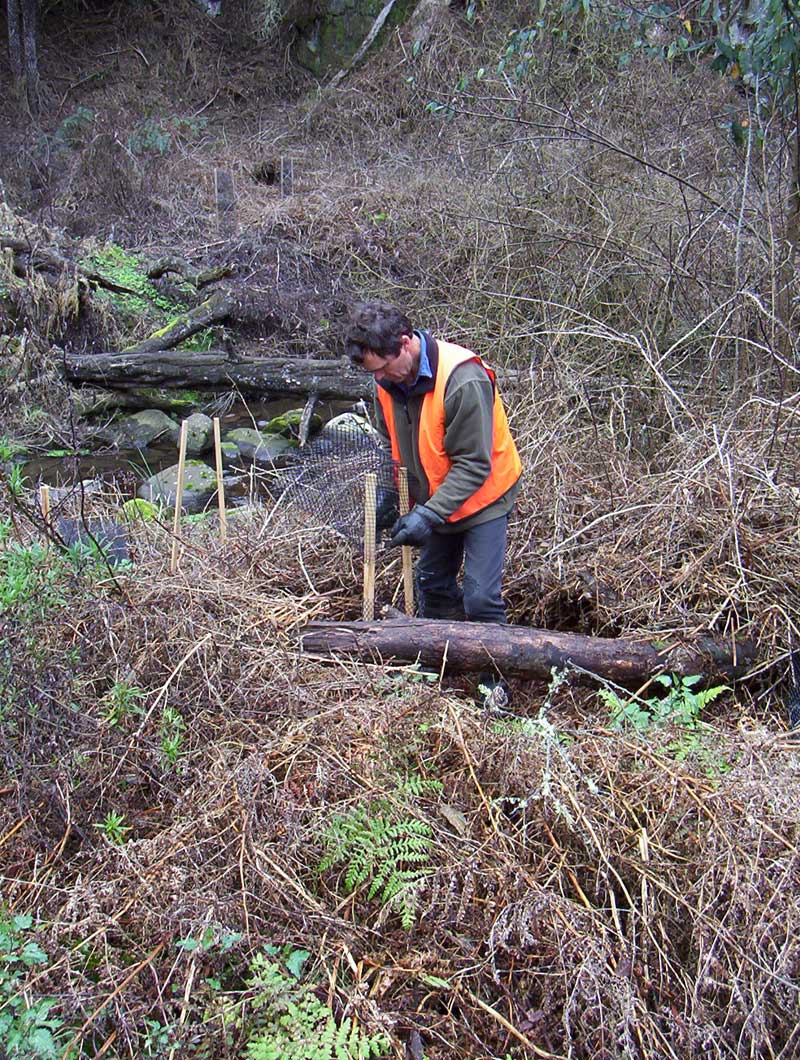 strzelecki-warm-temperate-rainforest-restoration-project-macks-creek-2009