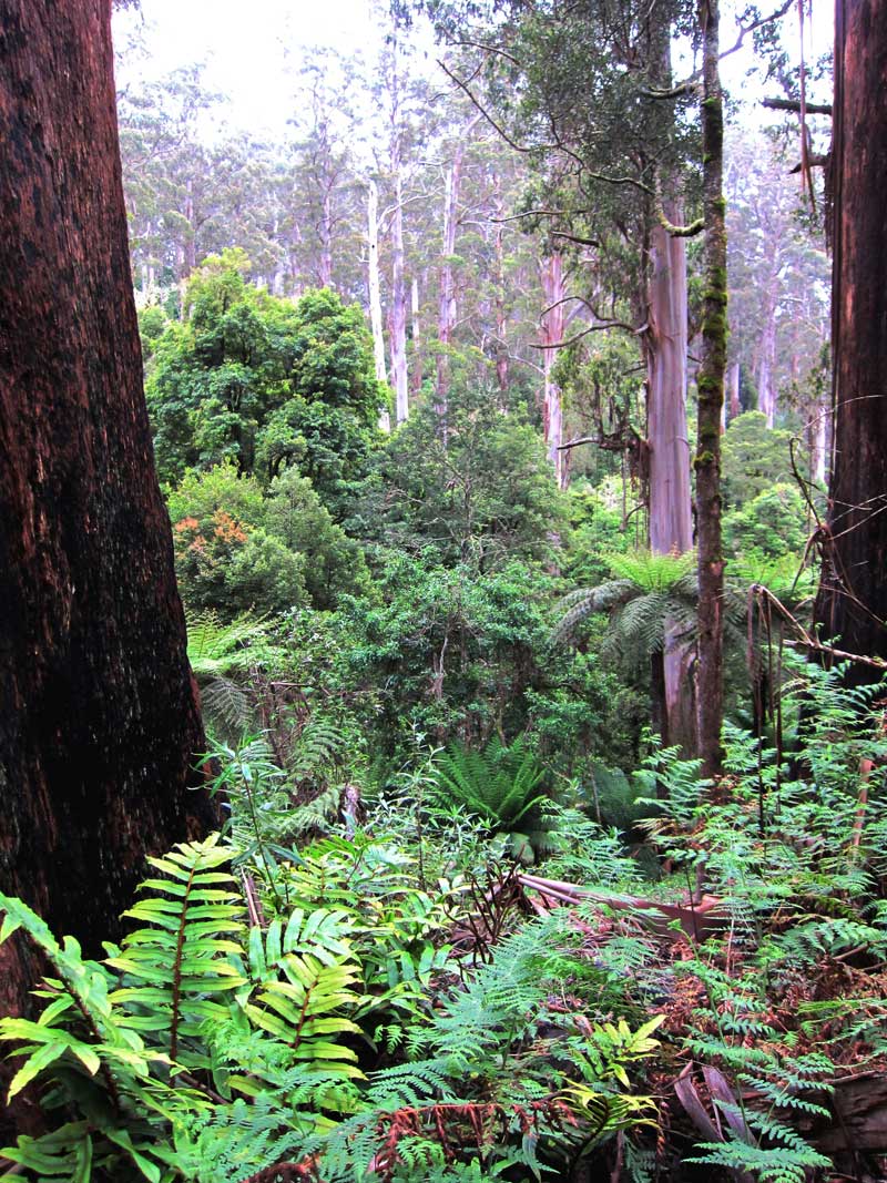 tall-timber-tarra-bulga-national-park-balook