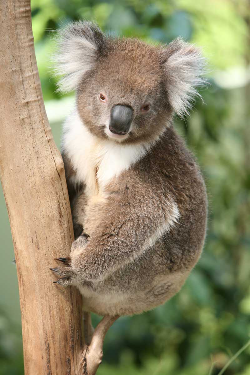 the-koalas-here-are-the-last-genetically-intact-population-remaining-in-victoria