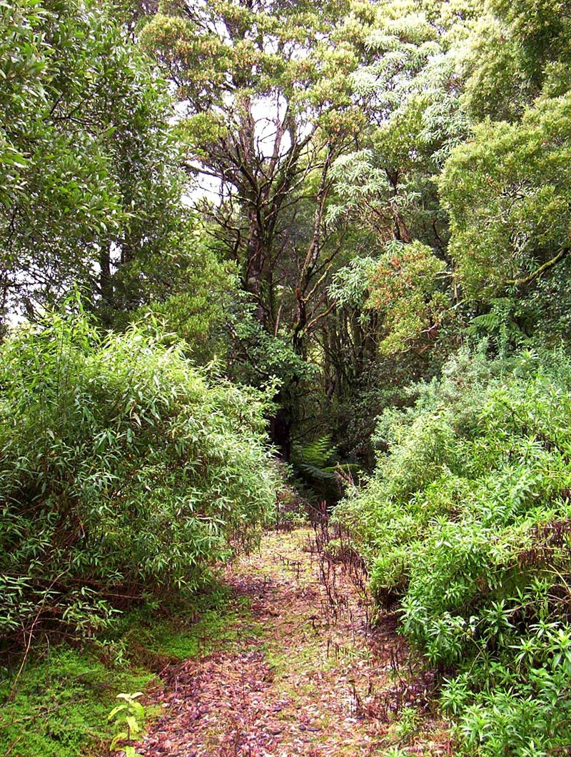 the-pretty-duff-trail-walk