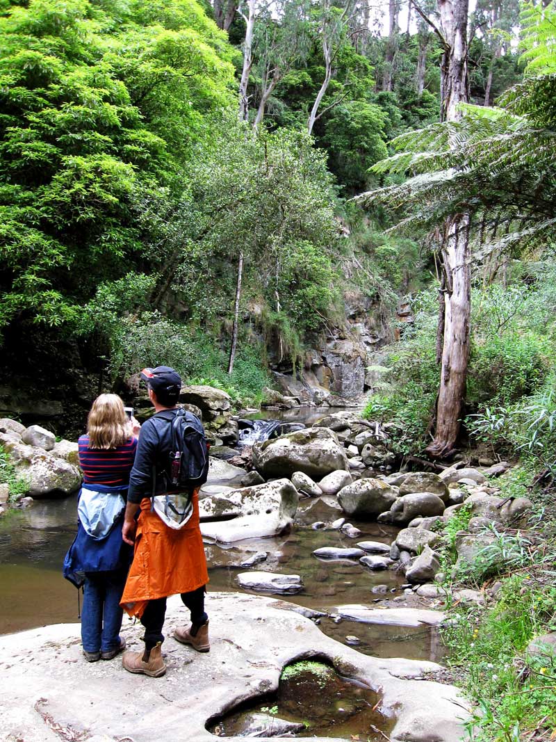 the-rugged-terrain-and-rainforest-of-macks-creek