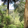 a-glimpse-of-the-ranges-through-dense-forest-along-the-park-to-park-walk