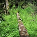 a-log-lies-on-a-carpet-of-lush-greenery-road-31