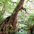 ancient-myrtle-beech-tarra-bulga-national-park