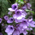 balm-mint-bush-looks-lovely-and-has-highly-fragrant-foliage