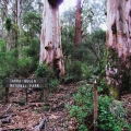 burl-on-large-mountain-grey-gum-old-coach-road