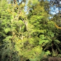 cool-temperate-rainforest-canopy-tarra-bulga-national-park