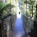 corrigans-suspension-bridge-tarra-bulga-national-park-balook