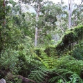 damp-forest-of-mountain-grey-gum-koala-habitat-west-face-track