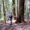 descent-to-tarra-valley-west-of-picnic-area