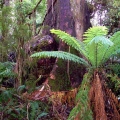 duff-trail-old-growth-forest