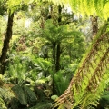 endangered-slender-tree-fern-tarra-valley