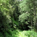 ferns-and-tall-forest-road-31