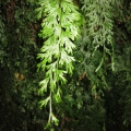 filmy-ferns-and-many-other-epiphytes-abound-on-rainforest-trunks