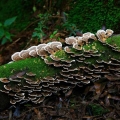 fungi-and-mosses-cover-many-rotting-logs